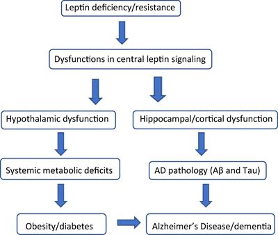 Harnessing the Power of Leptin: The Biochemical Link Connecting Obesity, Diabetes, and Cognitive Decline